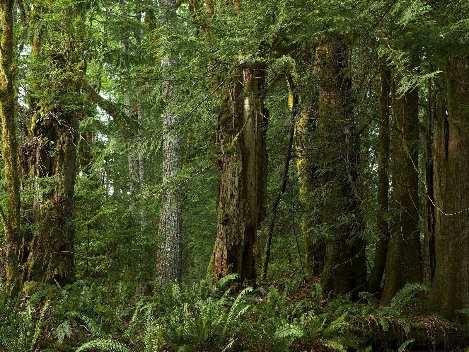 Dense forest with tall, moss-covered trees and thick undergrowth of ferns. Sunlight filters through the canopy, casting a greenish hue over the lush vegetation. The scene appears serene and untouched, evoking a sense of tranquil wilderness.